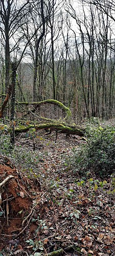arbres couchés