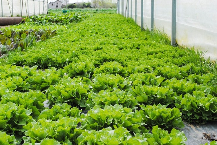 Ferme de Cantis - salades