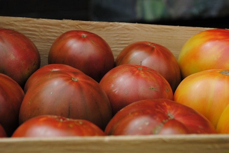 Ferme de Cantis - tomates