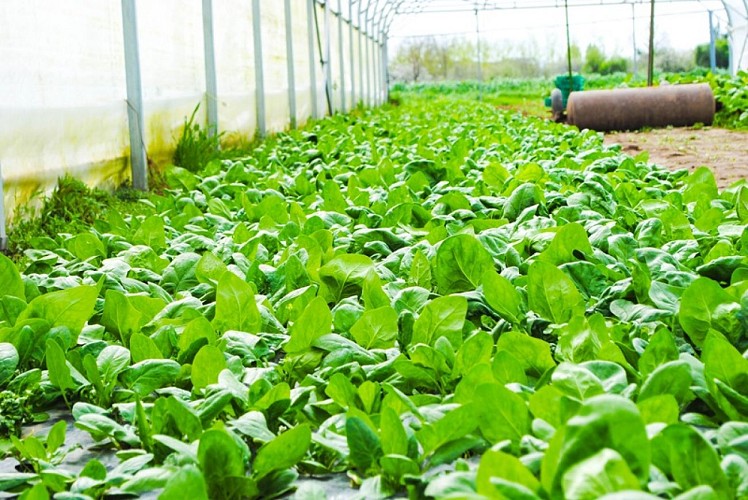 Ferme de Cantis - légumes 1