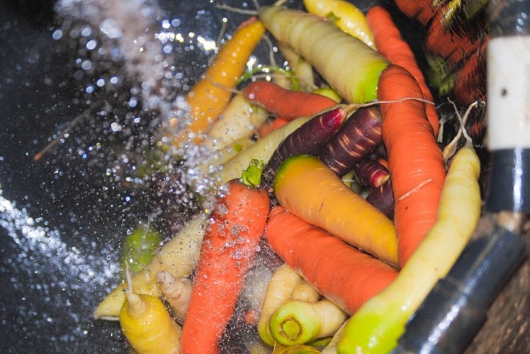 Ferme de Cantis - carottes