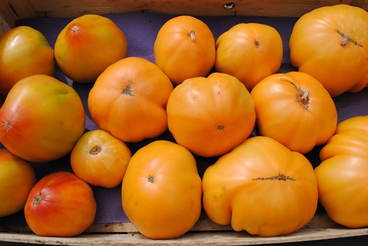 Ferme de Cantis - tomates jaunes