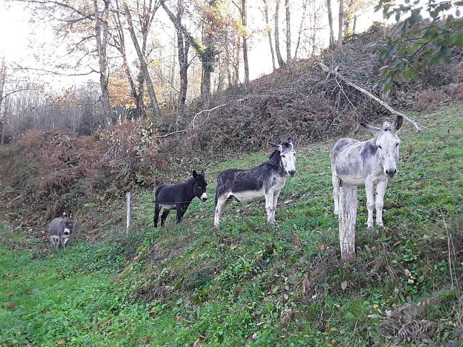 Balades et randonnées à pied avec les ânes du Rafinenc