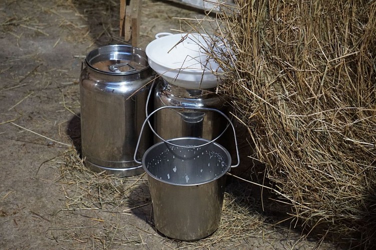 Traite des chèvres des Caprices de Lescun en vallée d'Aspe