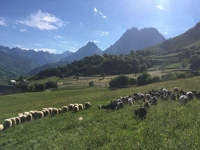 Chèvres et brebis des Caprices de Lescun en vallée d'Aspe
