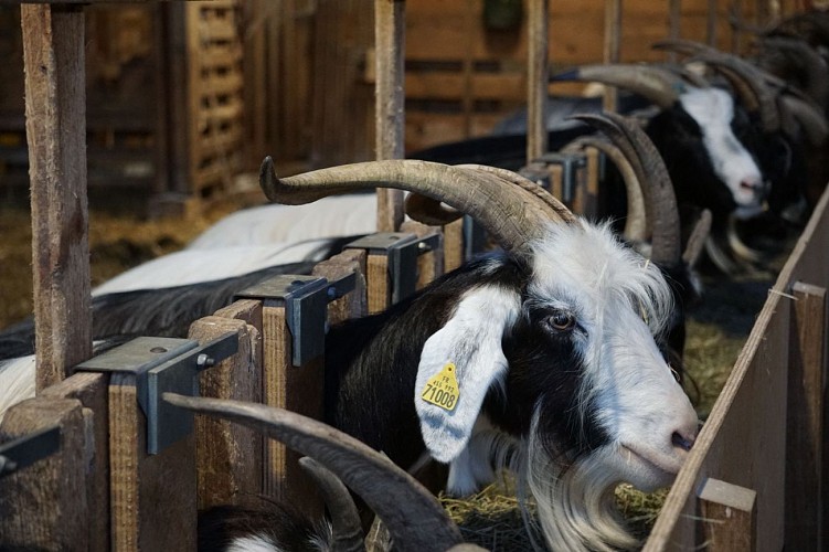 Les chèvres des Caprices de Lescun en vallée d'Aspe