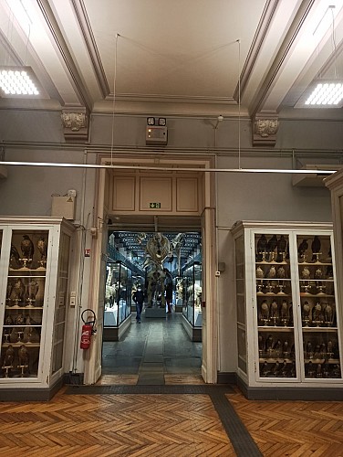 Musée d'Histoire Naturelle