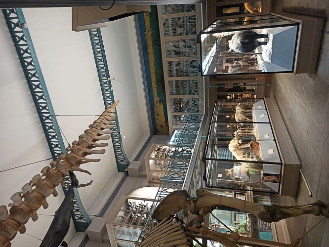 Musée d'Histoire Naturelle