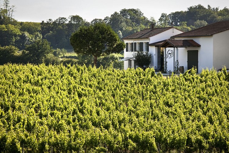 CHATEAU GEORGES 7, AOC FRONSAC, VIGNOBLE DE BORDEAUX, GIRONDE.