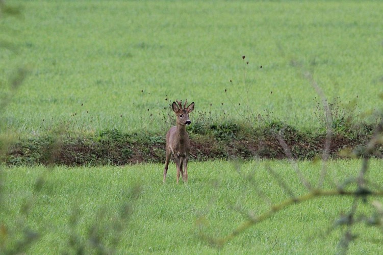 Le Petit Gîte dans notre Jardin