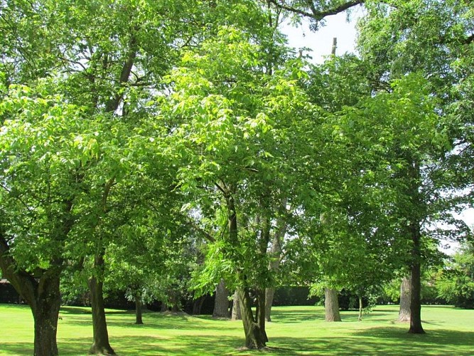 CHATEAU LA CHATAIGNERAIE - Parc