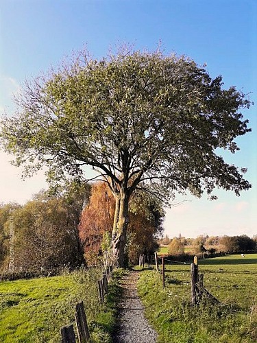 Le frêne solitaire