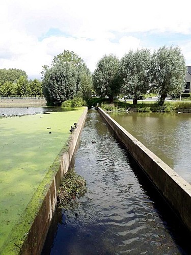 Les eaux de la Pede traverse l’étang dans un chenal