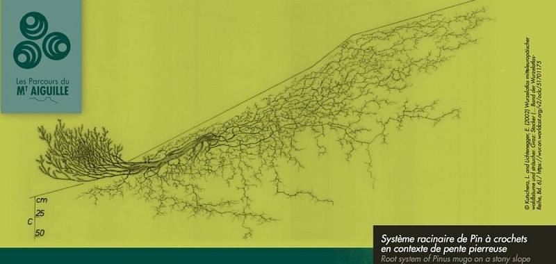 La vie dans les éboulis