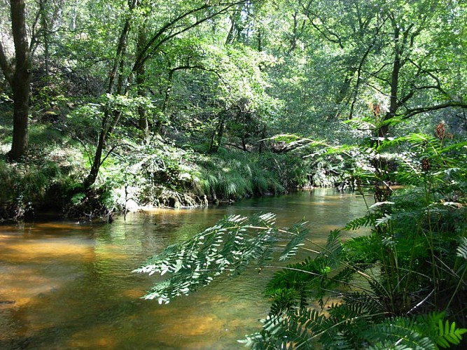 Les bords de Leyre