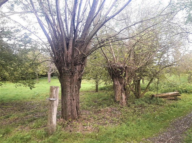 Le chemin avec saules têtards 