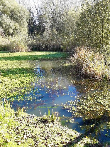 De vijver en het riet