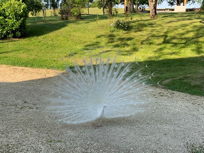Domaine de Peyries - paon