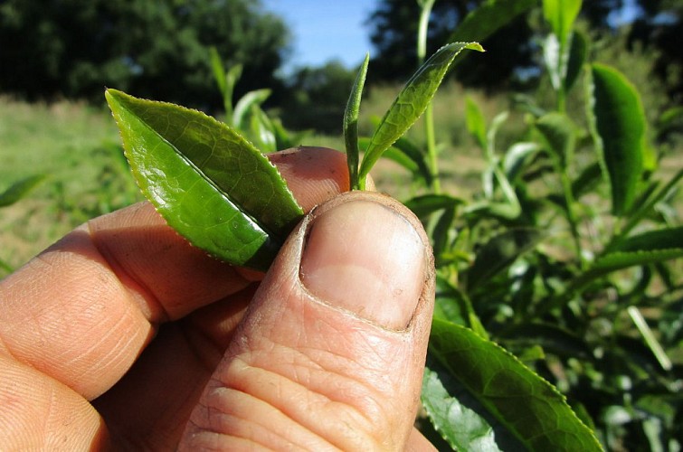 FERME PÉDAGOGIQUE LES LANDES VIVANTES
