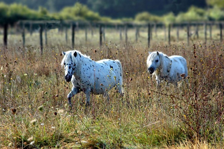 PARC DU MANOIR DE CLAIREFONTAINE