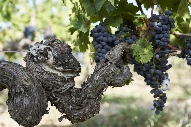 chateau bonalgue pied de vigne