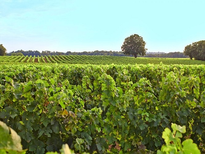 Vignobles Libournais 1