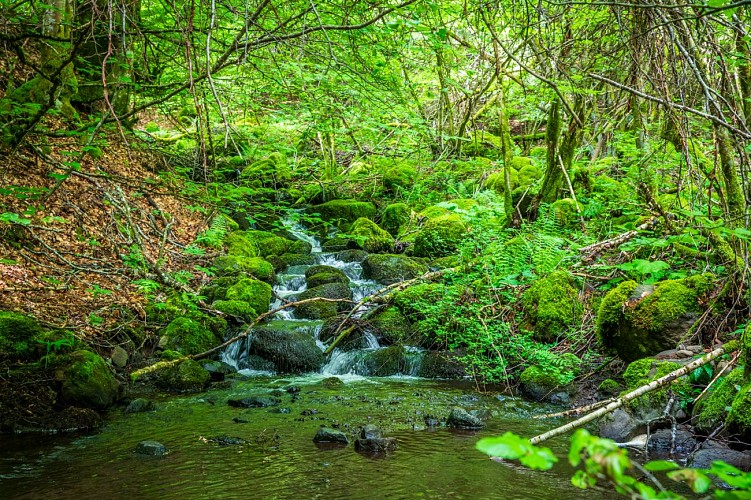 Bois du Marilhou