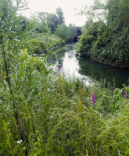 La Senne à son passage sur Forest