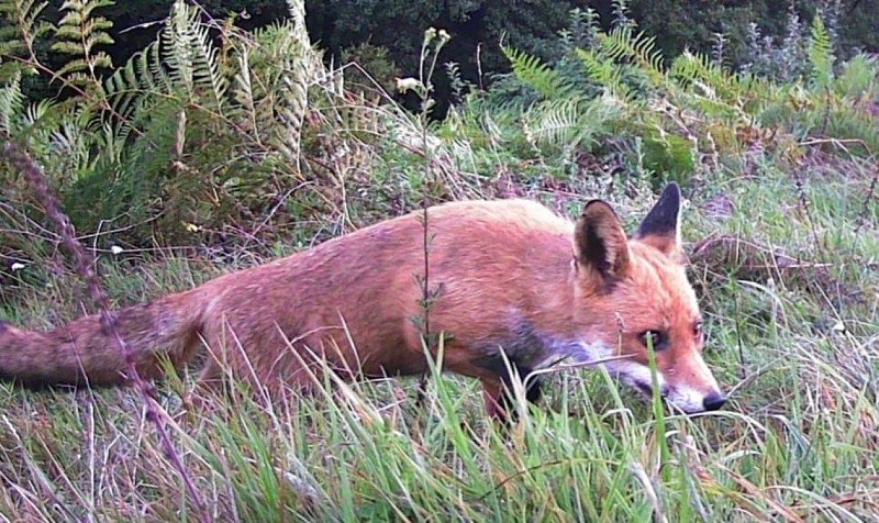 Renard-6