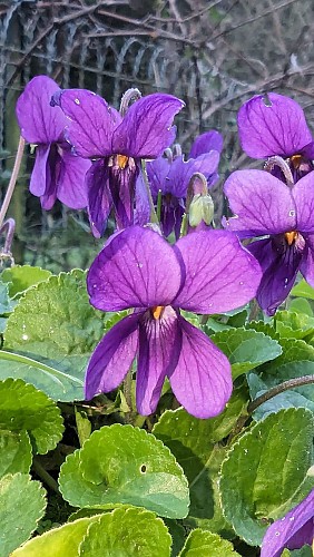 Violettes