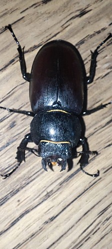 Lucane femelle