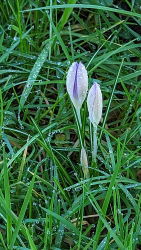 Crocus