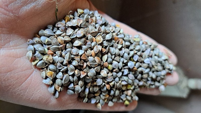 Ferme biologique Grain dépaysant