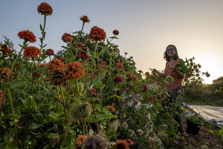 Courgette et Poulette