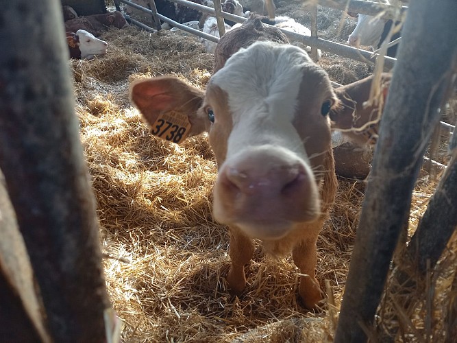 Fromagerie Berthier - Avril-sur-Loire