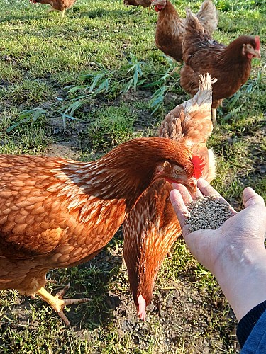 Les poules qui mangent dans ma main