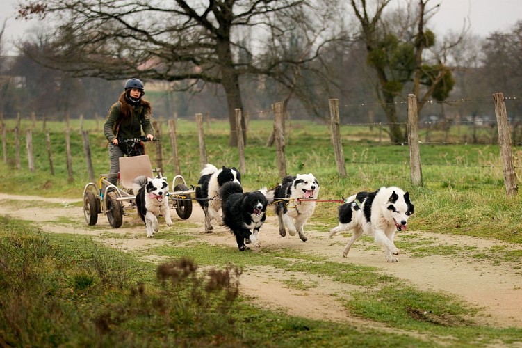 Attelage de Laïka de Iakoutie