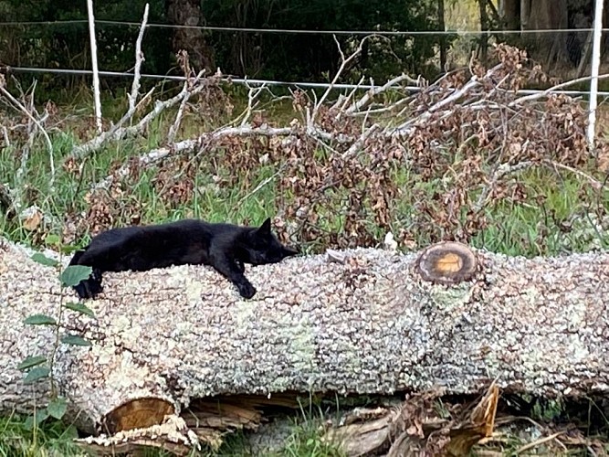 LE RELAIS POYO - ARQUIAN