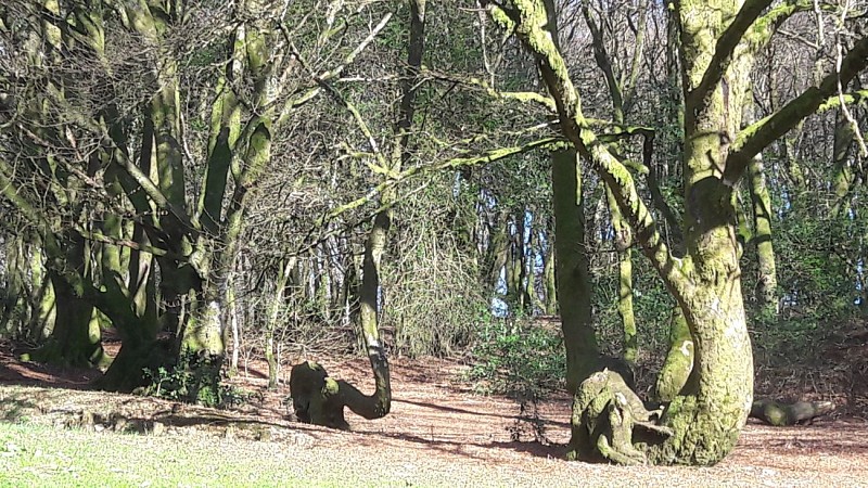 les feuillards du mont Beuvray