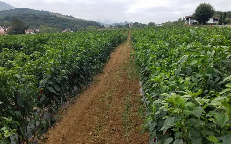 Atelier Kultur Piments 4