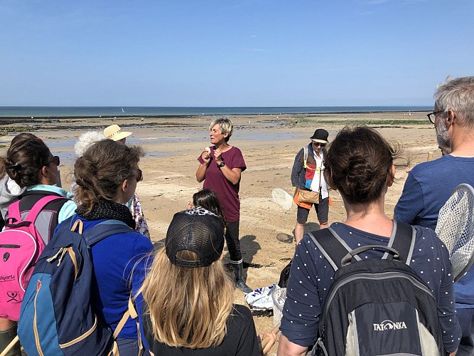 Environnement et créatures de la plage