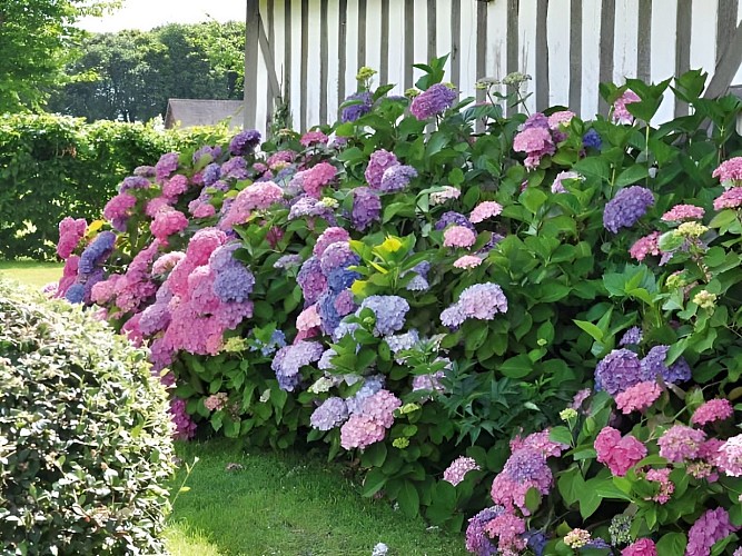 Ferme du Château Gite au Pin Chez Rebecca Whitehead fleurs