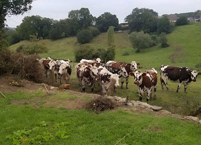 La Villette paysages vaches