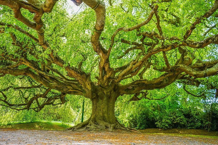 @Nicolas Barbanchon-14