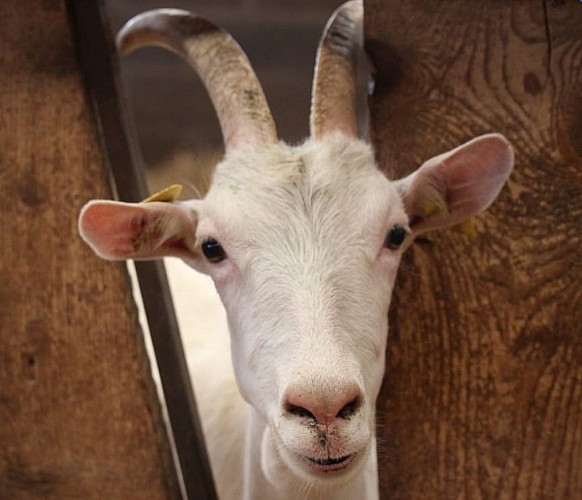 La Ferme du Bajocasse