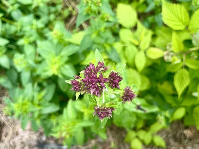 Aire de camping-cars fleur © Magnolia Leroy (2)