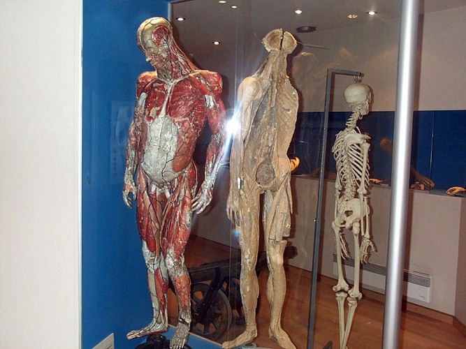 Anatomie 15 @ Musée de l'Ecorché d'Anatomie