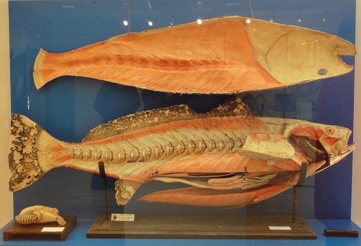 Poissons, Musée de l'Ecorché d'Anatomie, Le Neubourg © ADT de l'Eure, L. Maillard