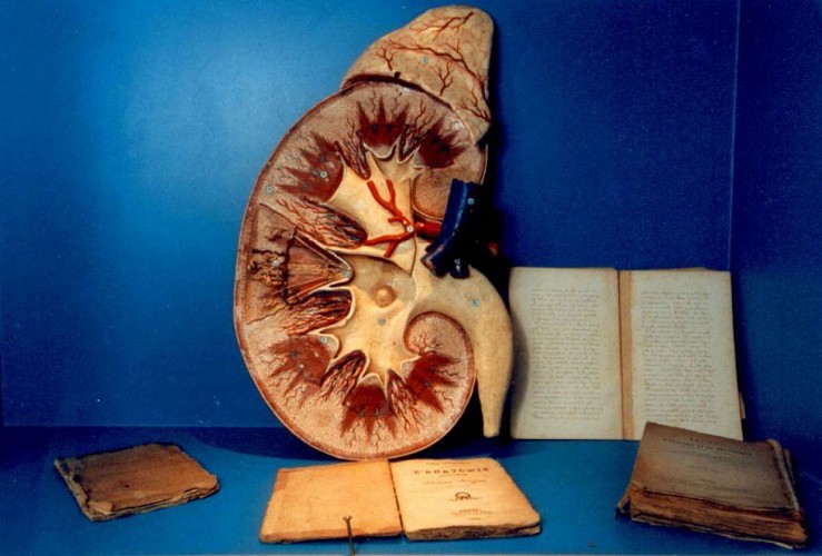 PCUNOR0271000026_Musée de l'Ecorché d'Anatomie, Le Neubourg © Musée de l'Ecorché d'Anatomie