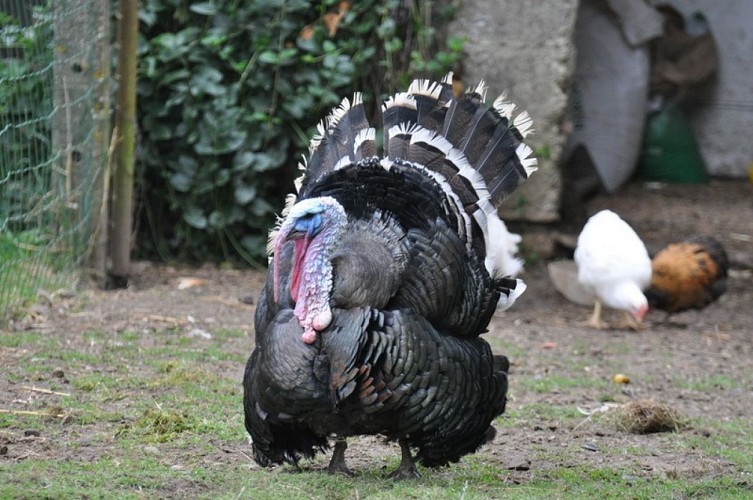 raids-ferme-pédagogique-de-la-tournerie-paulo